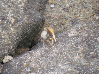 Crabs coming out of their dens