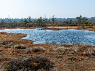 simple swamp landscape with swamp grass and moss in the foreground, small swamp pond and swamp pines in the background, blurry background