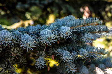 Delicate twigs of blue spruce