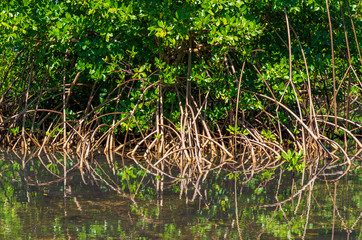 Mangroves on the shore of a lake, roots and leaves reflected in the water
