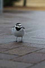 Motacilla alba lugens