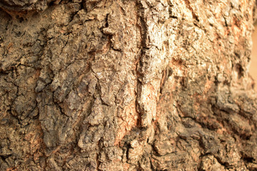 Tree Bark Texture Background Close-Up Image