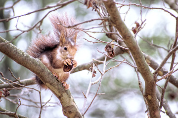 Red Squirrel eating acorn standing on the branch of a tree in Fuentes del Marques, Caravaca, Spain.