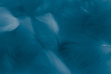 Obraz premium Beautiful abstract colorful green and blue feathers on white background and soft white feather texture on white pattern and blue background