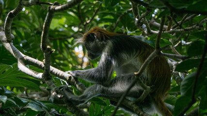 Red colobus monkey Tansania Sansibar Südafrika