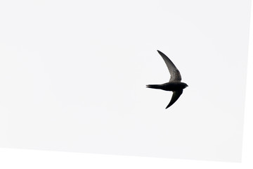 Silhouette of common swift (Apus apus) in the sky.