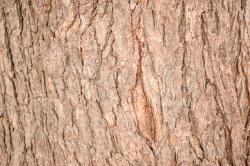 Tree Bark Texture Background Close-Up Image