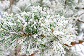 Winter cold background - pine branch with green needles covered with frosty hoarfrost and snow in the forest at sunset in the sunlight. Frozen plants after snowfall close-up.