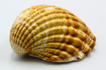 shell