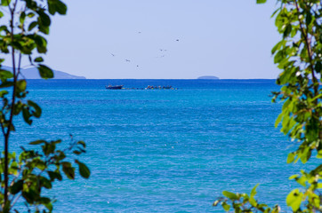 Pelicans sit on boats in the blue ocean, far view to the horizon. Picture framed by green leaves, Guadeloupe