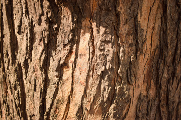 Tree Bark Texture Background Close-Up Image