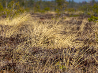 Fototapeta premium simple swamp landscape with swamp grass and moss in the foreground, swamp pines in the background, blurry background