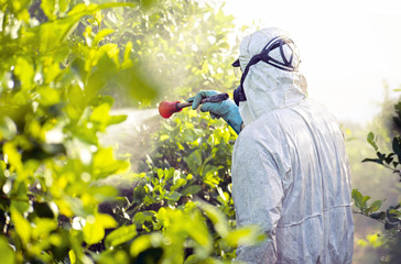 Weed insecticide fumigation. Organic ecological agriculture. Spray pesticides, pesticide on fruit...