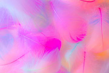 Beautiful abstract orange purple and blue feathers on white background and soft white pink feather texture on colorful pattern, colorful background, colorful feather