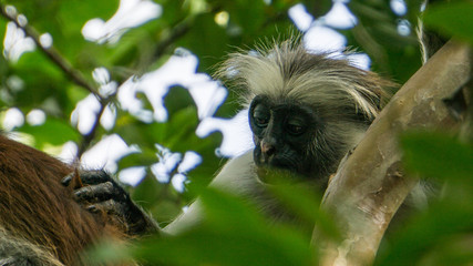 Red colobus monkey Tansania Sansibar Südafrika