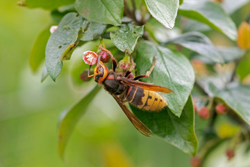 European hornet (Vespa crabro) resting on a flower. 