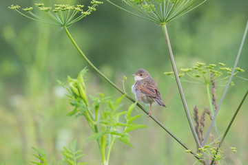 Common whitethroat singing in spring on a shrub. A beautiful Whitethroat, Sylvia communis, perching on a branch.