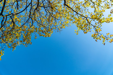 autumn leaves against blue sky
