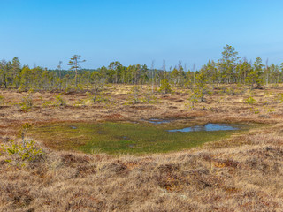 Fototapeta na wymiar simple swamp landscape with swamp grass and moss in the foreground, swamp pines in the background, blurry background