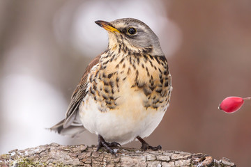 Fieldfare (Turdus pilaris) thrush bird close up