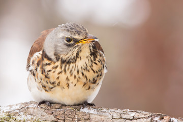 Fieldfare (Turdus pilaris) thrush bird close up