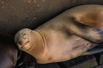 Sea lion relaxing