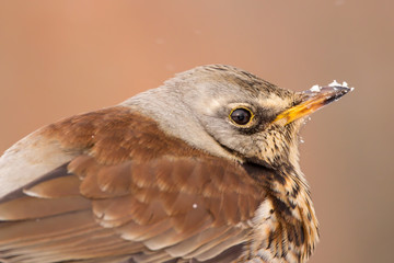 Fieldfare (Turdus pilaris) thrush bird close up
