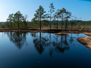 Obraz premium simple swamp landscape with swamp grass and moss in the foreground, small swamp pond and swamp pines in the background, blurry background