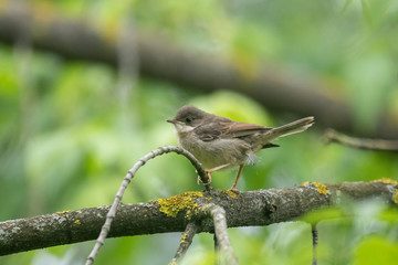 Common whitethroat singing in spring on a shrub. A beautiful Whitethroat, Sylvia communis, perching...