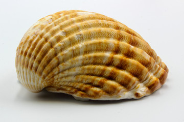 sea shell isolated on white background