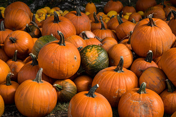 Pumpkins at Halloween Festival, California