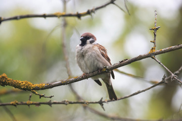 Portrait of Eurasian Tree Sparrow or Passer montanus. Eurasian Tree Sparrow(Passer montanus), colorful bird on branch with green background.
