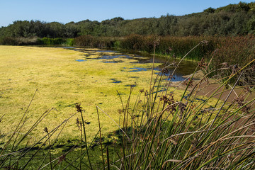 Oso Flaco Lake, California
