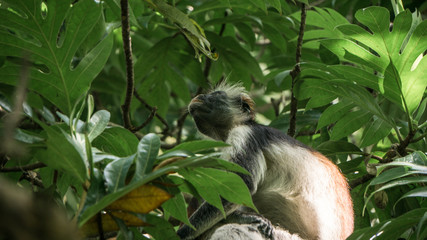 Red colobus monkey Tansania Sansibar Südafrika