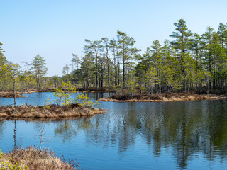 simple swamp landscape with swamp grass and moss in the foreground, small swamp pond and swamp pines in the background, blurry background