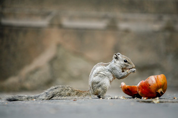 Fototapeta premium cute squirrel eating pomegranate seeds