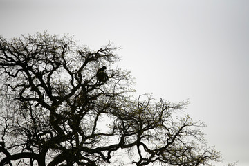 monkey sitting high on a leafless tree in India