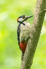  Portrait of a great spotted woodpecker (Dendrocopos major) in a typical natural breeding habitat. Great spotted woodpecker on a tree.