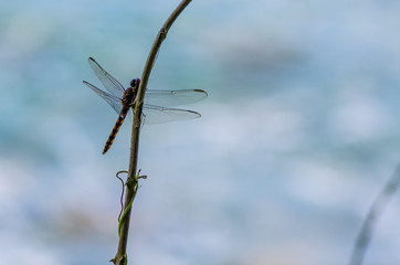 Dragonfly sits on a branch against a blue background