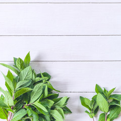 branches of fresh mint on a white background. mint view from the top. mint lay flat.