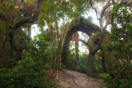 The enchanted forest of the Ponce Preserve that is 41 acres stretching from the Atlantic Ocean to the Halifax River and the site of the Green Mound State Archaeological Site, an ancient Indian midden.