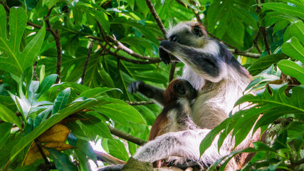 Red colobus monkey Tansania Sansibar Südafrika