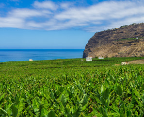 View over a banana plantation to the sea near Tazacorte, La Palma, Canarian Islands