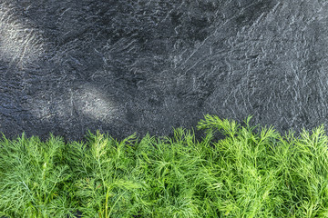 fresh dill on the table. bunches of fresh dill top view. background with fresh dill.