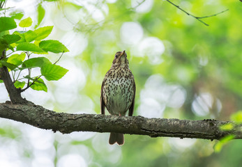 The song thrush (Turdus philomelos) is a thrush that breeds across much of Eurasia. Song thrush (Turdus philomelos) in nature. Wonderful moments of wildlife. 