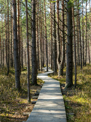 Obraz premium landscape with wooden pedestrian footpath in the bog, bare trees in spring