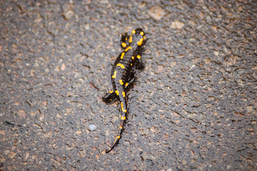 Black yellow spotted fire salamander creeps along road