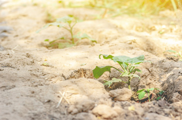 Garden vegetables in the garden concept sustainability.