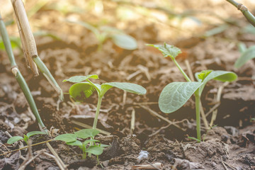 Garden vegetables in the garden concept sustainability.