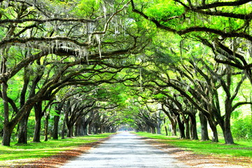A breathtaking road sheltered by live oak trees and Spanish moss near Wormsloe Historic Site,...